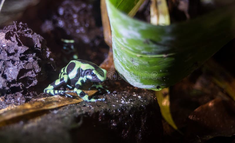 Auratus verde e nero di Dendrobates della rana del dardo del veleno fotografia stock Auratus verde e nero di Dendrobates della rana del dardo del veleno fotografia stock
