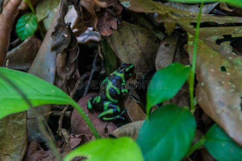 auratus Verde-e-nero di Dendrobates della rana del dardo del veleno in parco nazionale Manuel Antonio, Costa Ri fotografia stock libera da diritti auratus Verde-e-nero di Dendrobates della rana del dardo del veleno in parco nazionale Manuel Antonio, Costa Ri fotografia stock libera da diritti