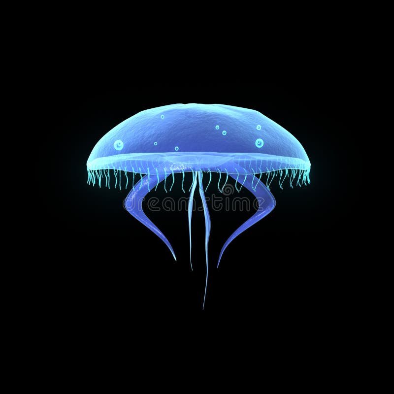 Jelly Fish Swarm stock image. Image of diving, ocean, jellyfish 3834473