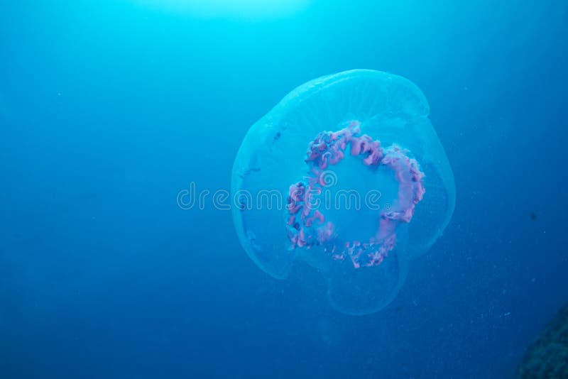 Aurelia jellyfish stock photo. Image of jellyfish, dive 20260122