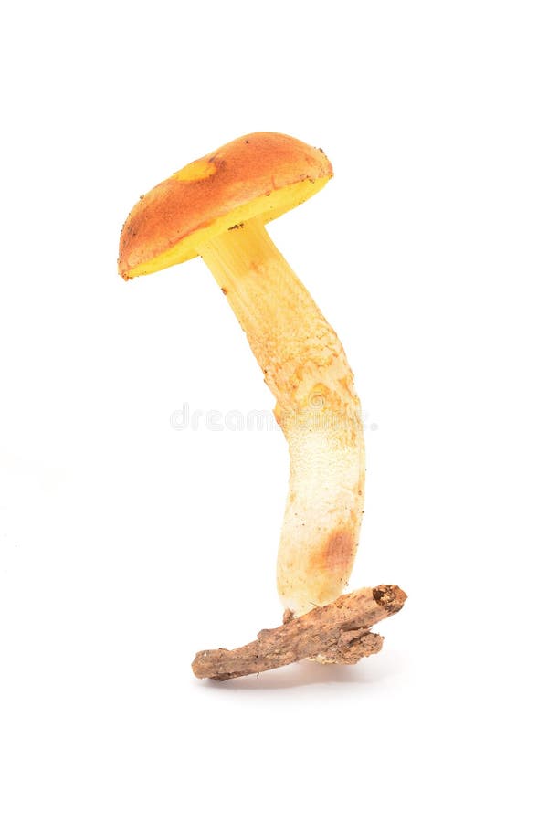 Aureoboletus gentilis