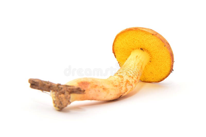 Aureoboletus gentilis mushroom