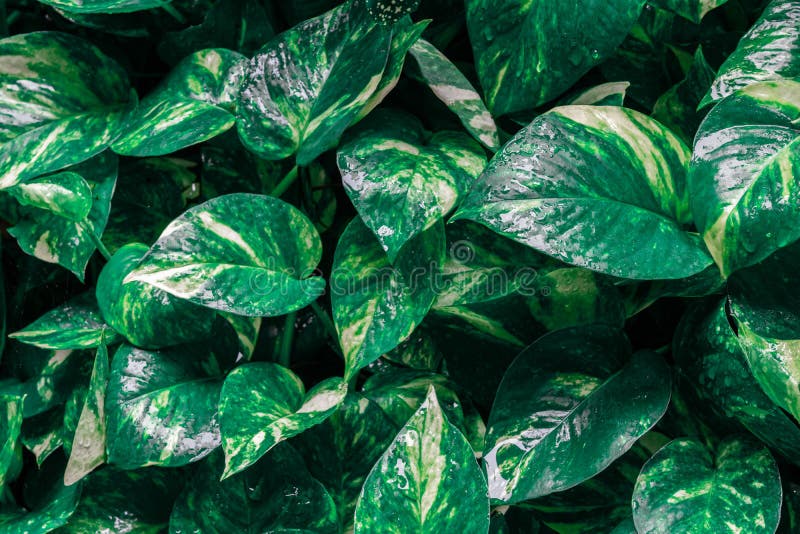 Aureum del Epipremnum o planta del pothos de oro con descenso del agua en el fondo de la textura del día que llueve Hoja verde tr imagenes de archivo Aureum del Epipremnum o planta del pothos de oro con descenso del agua en el fondo de la textura del día que llueve Hoja verde tr imagenes de archivo