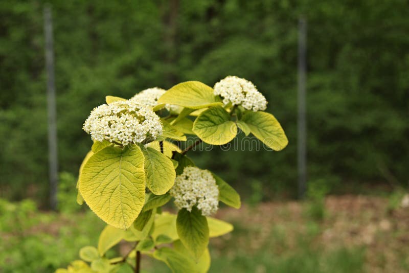 Upright deciduous tree with a sun kissed appearance…burnished yellow golden new leaves slowly age to apple green by late summer. Less vigorous than the species, growing to a 6-8` multi-stemmed, upright shrub…4` domed cymes of white flowers in late spring turn to lovely red berries aging to black by winter; light shade in hot sun areas will prevent leaf scorch…but too much shade will tone down the gold coloring. Upright deciduous tree with a sun kissed appearance…burnished yellow golden new leaves slowly age to apple green by late summer. Less vigorous than the species, growing to a 6-8` multi-stemmed, upright shrub…4` domed cymes of white flowers in late spring turn to lovely red berries aging to black by winter; light shade in hot sun areas will prevent leaf scorch…but too much shade will tone down the gold coloring.