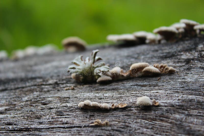 auricularia auricula mushroom auricularia auricula mushroom