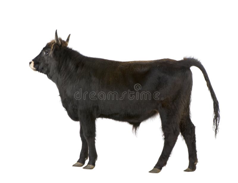Auroch βοοειδή heck στοκ εικόνες