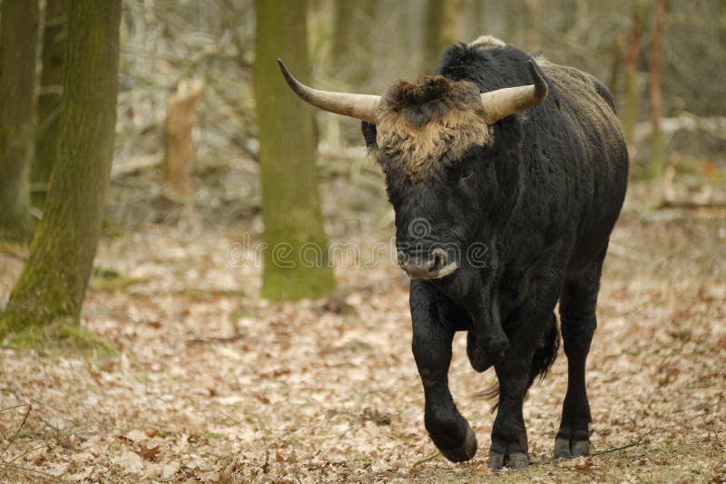 Aurochs animal Bos primigenius