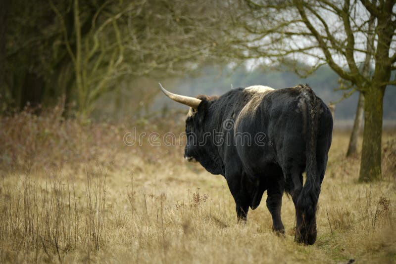 Aurochs animal Bos primigenius