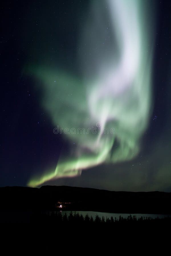 raw aurora belle raw aurora belle