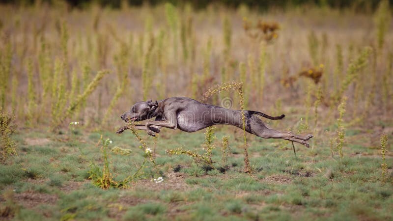 Training Coursing. Italian greyhound dog pursues a bait box. Summer sunny morning. Training Coursing. Italian greyhound dog pursues a bait box. Summer sunny morning