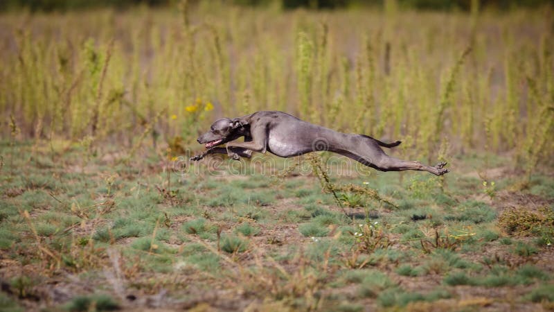 Training Coursing. Italian greyhound dog pursues a bait box. Summer sunny morning. Training Coursing. Italian greyhound dog pursues a bait box. Summer sunny morning