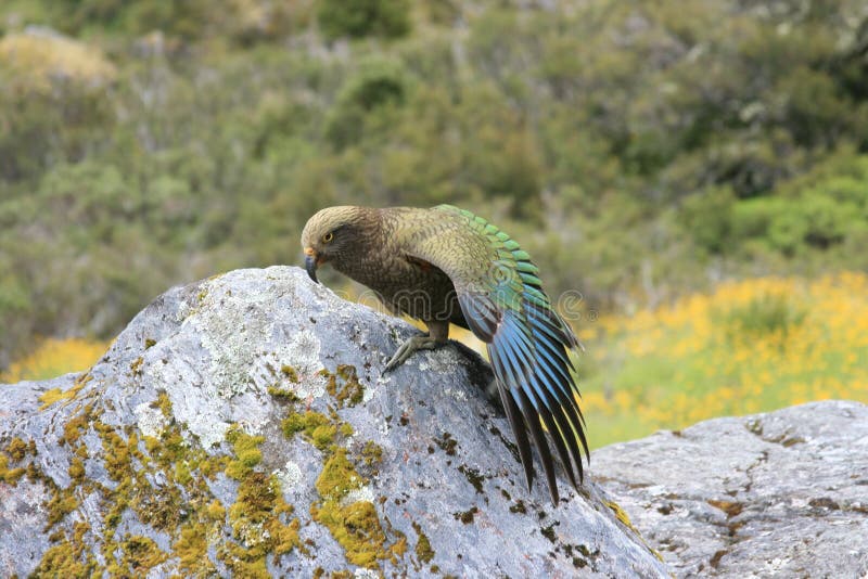 Ausdehnen Neuseeland-Kea lizenzfreie stockfotos Ausdehnen Neuseeland-Kea lizenzfreie stockfotos