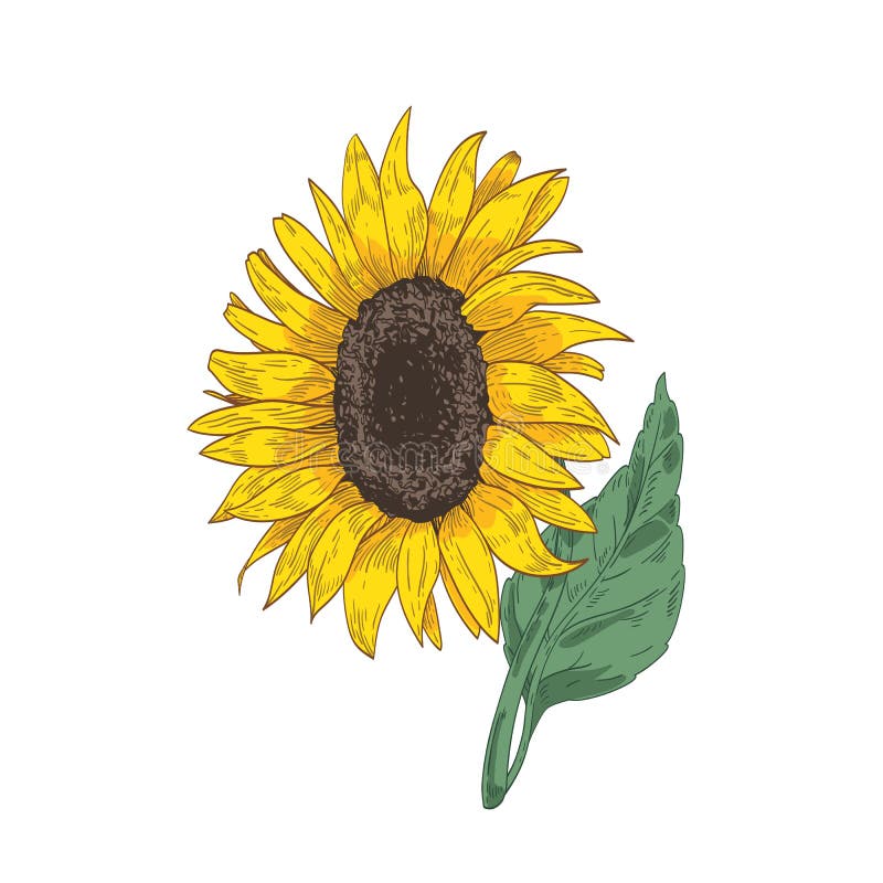 Zeichnung Der Sonnenblume Stock Abbildung Illustration Von Beschadigt 17362909