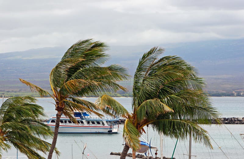 Tour boat and Palm Trees off the coast of Maui, Hawaii, USA on a windy day. Tour boat and Palm Trees off the coast of Maui, Hawaii, USA on a windy day.