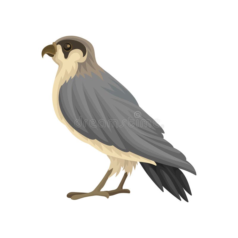 Ausführliche flache Vektorikone des ägyptischen Falken Räuberischer Vogel mit langen grau-schwarzen spitzen Flügeln und dem einge