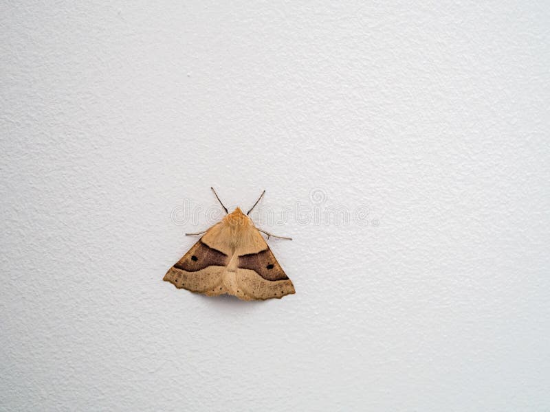 Ausgebogte Motte der Eichen-(Crocallis-elinguaria) lizenzfreies stockfoto Ausgebogte Motte der Eichen-(Crocallis-elinguaria) lizenzfreies stockfoto