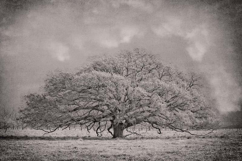 Ausgebreiteter Süd-Live Oak Tree