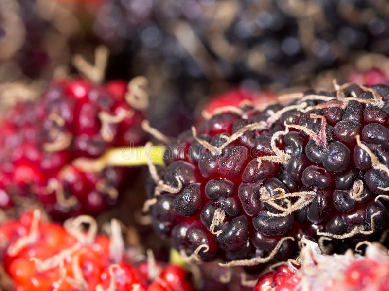Ausgewählter Fokus der roten und purpurroten Maulbeere der Hintergrund ist eine Gruppe Maulbeeren Dampf wird zur Maulbeere befest stockfotos Ausgewählter Fokus der roten und purpurroten Maulbeere der Hintergrund ist eine Gruppe Maulbeeren Dampf wird zur Maulbeere befest stockfotos