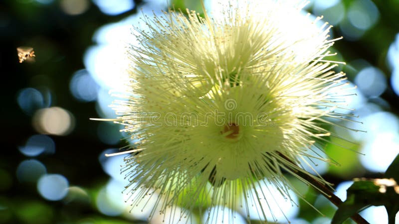 Ausgewähltes Fokusbild der Blume von Jambu Air mit verschwommenem Hintergrund lizenzfreies stockbild Ausgewähltes Fokusbild der Blume von Jambu Air mit verschwommenem Hintergrund lizenzfreies stockbild