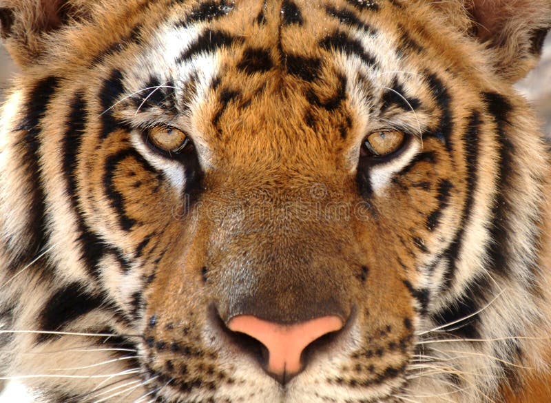 Ausgezeichneter Bengal-Tiger, Katzelöwe Thailand-, Asien lizenzfreies stockbild Ausgezeichneter Bengal-Tiger, Katzelöwe Thailand-, Asien lizenzfreies stockbild