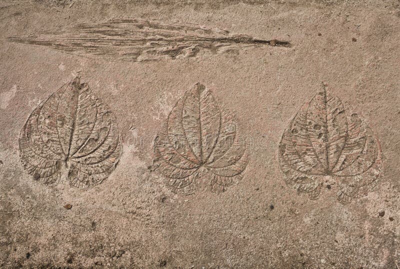 Auslegungfossil stockfotos Auslegungfossil stockfotos