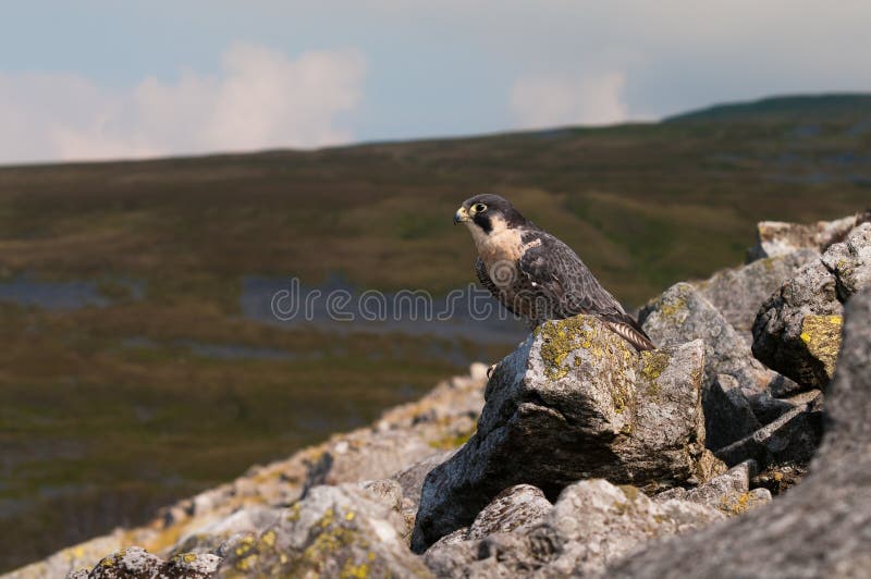 Ausländischer Falke (Falco Peregrinus) lizenzfreie stockfotografie Ausländischer Falke (Falco Peregrinus) lizenzfreie stockfotografie