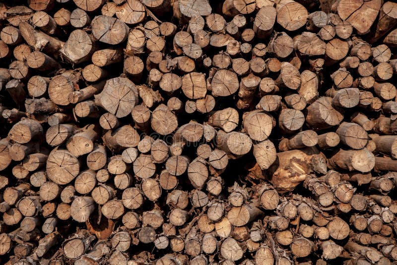Ausschnittoberfläche des Mangrovenholzes in der Holzkohlenindustrie Thailand lizenzfreie stockbilder Ausschnittoberfläche des Mangrovenholzes in der Holzkohlenindustrie Thailand lizenzfreie stockbilder