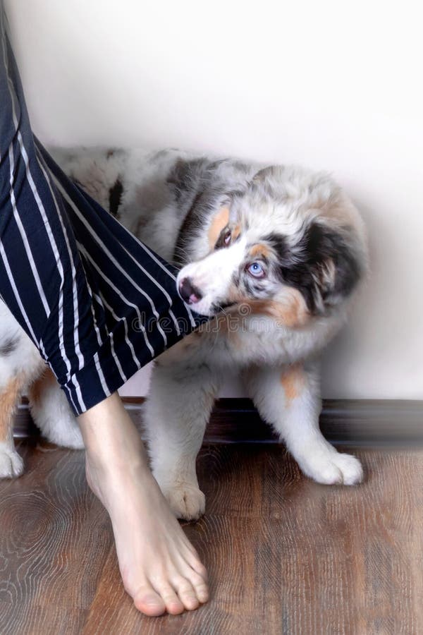 Aussie Australian Shepherd Welpe in blau Marmorfarbe beißt die Eigentümer Kleidung zieht. lizenzfreie stockbilder