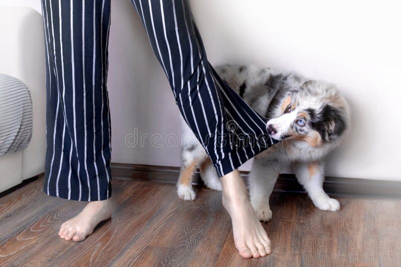 Aussie Australian Shepherd Welpe in blau Marmorfarbe beißt die Eigentümer Kleidung zieht. stockfotos