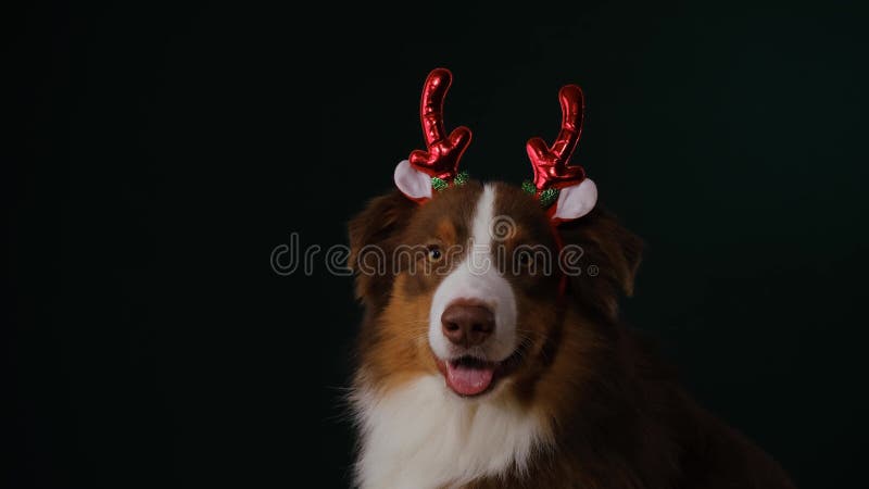 Aussie Brown in Santa Claus Helper Costume. Concept of Pet Celebrating ...