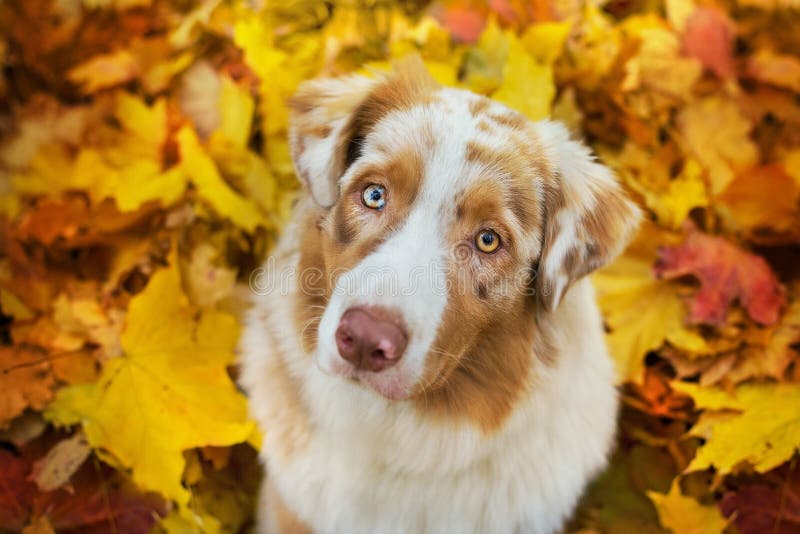 Aussie dog in fall leaves. Australian Shepherd close up portrait in fallen bright maple leaves royalty free stock photography