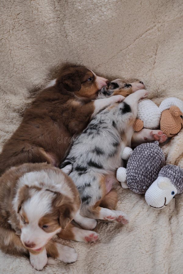Baussie puppies cheap