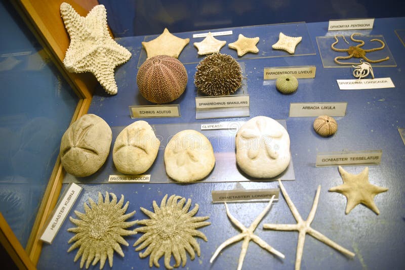 Ausstellungen im Aquarium auf Ellie Beach, die der nächste Strand zu Rhodes Town ist und mit Einheimischen und Touristen ebenso p lizenzfreie stockbilder Ausstellungen im Aquarium auf Ellie Beach, die der nächste Strand zu Rhodes Town ist und mit Einheimischen und Touristen ebenso p lizenzfreie stockbilder