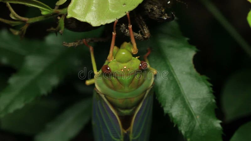 Australasiae 15 del verdulero Cicada - de Cicadinae