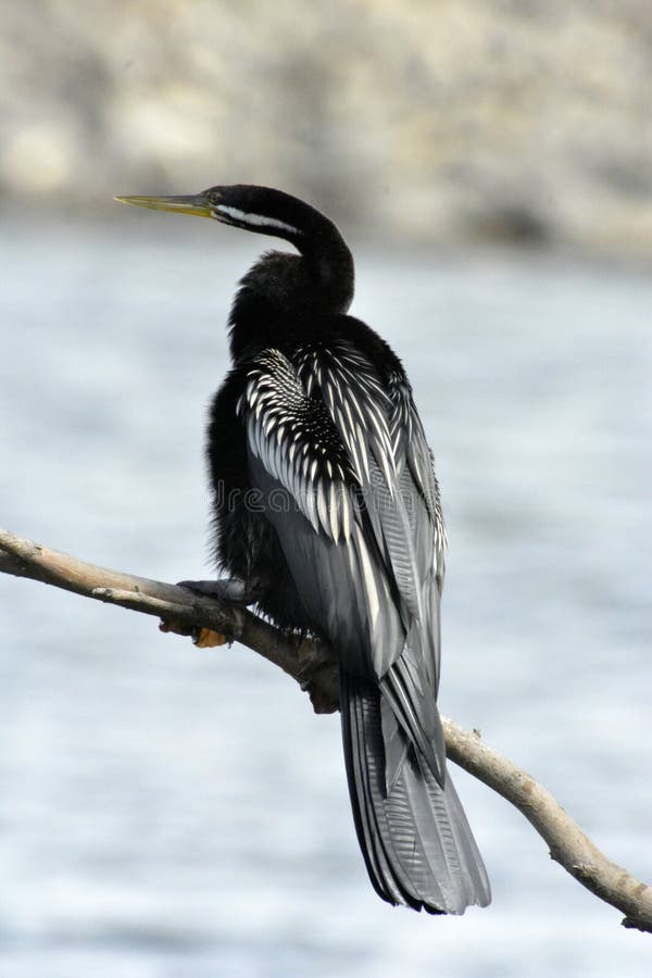 An Australasian Darter Bird Stock Photo Image of australasian, branch