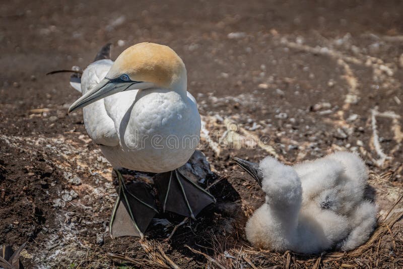 Australasian gannet gniazdować obrazy royalty free Australasian gannet gniazdować obrazy royalty free