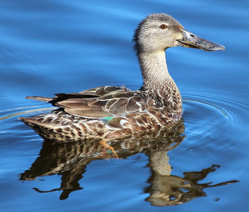 This duck is found in Australasia and easily identifiable due to the large bill. This duck is found in Australasia and easily identifiable due to the large bill.