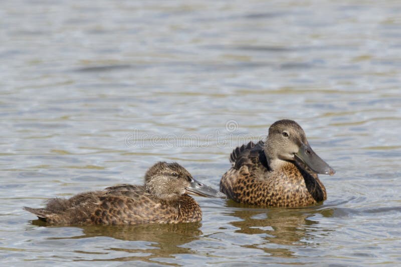 This duck is found in Australasia and easily identifiable due to the large bill. This duck is found in Australasia and easily identifiable due to the large bill.