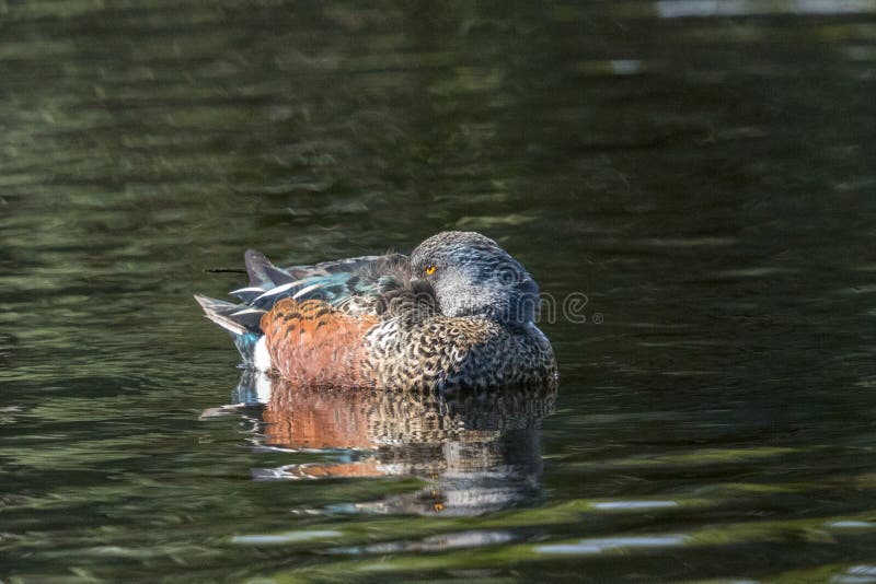 This duck is found in Australasia and easily identifiable due to the large bill. This duck is found in Australasia and easily identifiable due to the large bill.