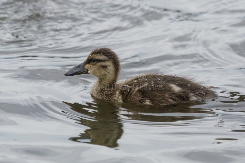 This duck is found in Australasia and easily identifiable due to the large bill. This duck is found in Australasia and easily identifiable due to the large bill.