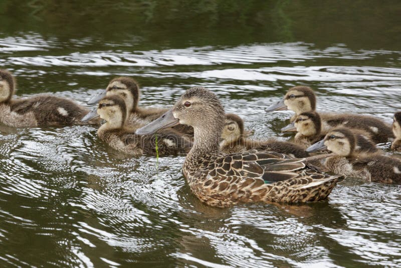 This duck is found in Australasia and easily identifiable due to the large bill. This duck is found in Australasia and easily identifiable due to the large bill.