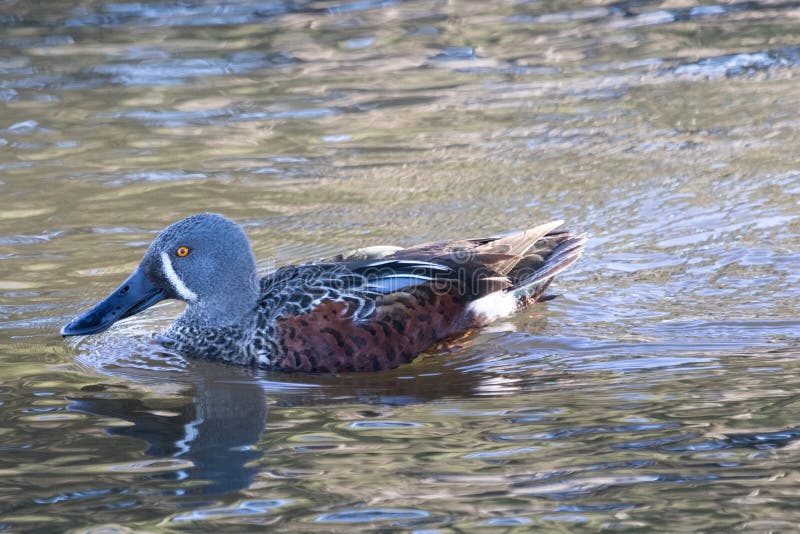 This duck is found in Australasia and easily identifiable due to the large bill. This duck is found in Australasia and easily identifiable due to the large bill.