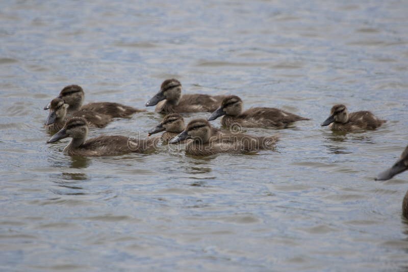 This duck is found in Australasia and easily identifiable due to the large bill. This duck is found in Australasia and easily identifiable due to the large bill.