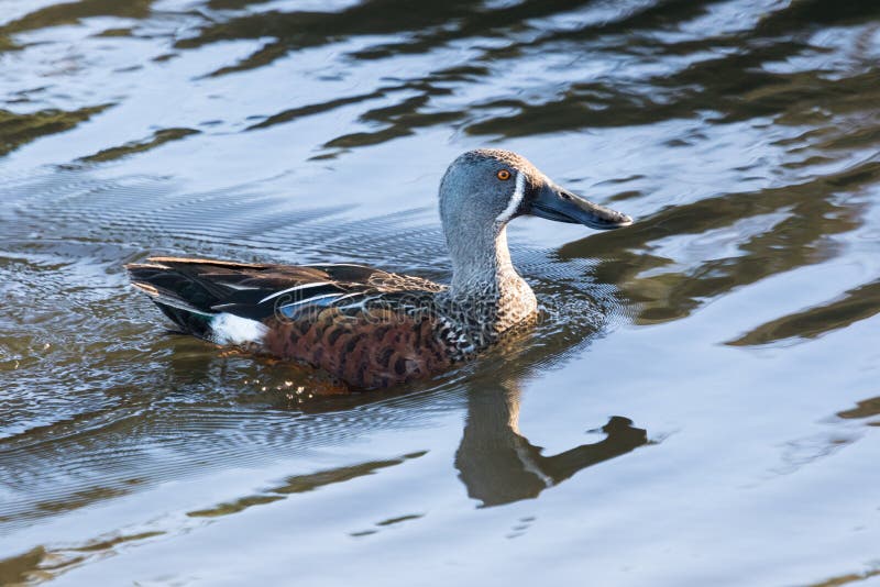 This duck is found in Australasia and easily identifiable due to the large bill. This duck is found in Australasia and easily identifiable due to the large bill.