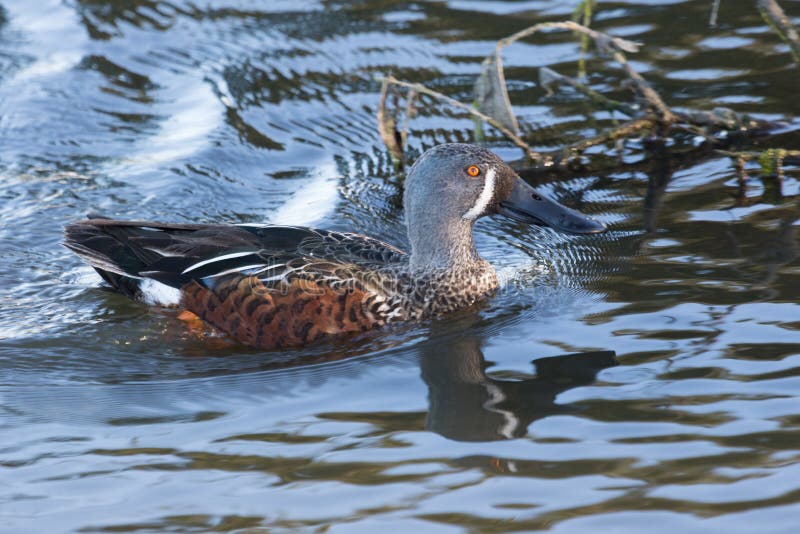 This duck is found in Australasia and easily identifiable due to the large bill. This duck is found in Australasia and easily identifiable due to the large bill.
