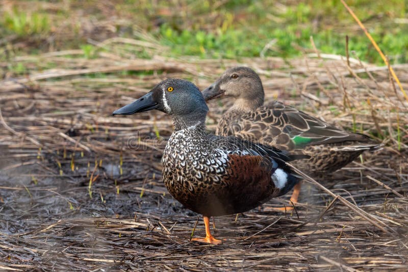 This duck is found in Australasia and easily identifiable due to the large bill. This duck is found in Australasia and easily identifiable due to the large bill.