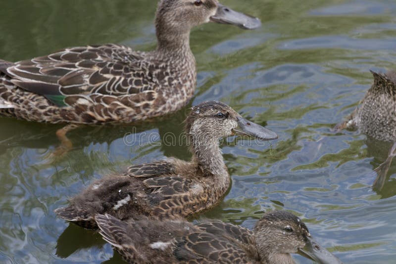 This duck is found in Australasia and easily identifiable due to the large bill. This duck is found in Australasia and easily identifiable due to the large bill.