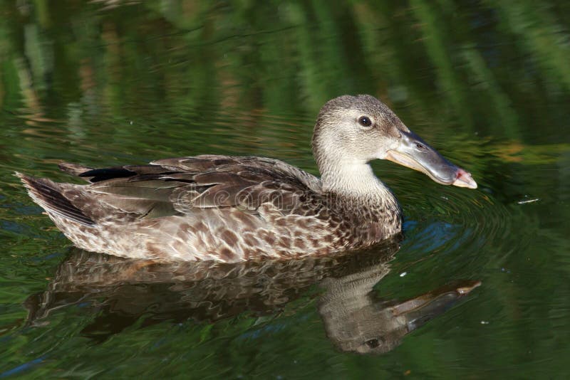 This duck is found in Australasia and easily identifiable due to the large bill. This duck is found in Australasia and easily identifiable due to the large bill.