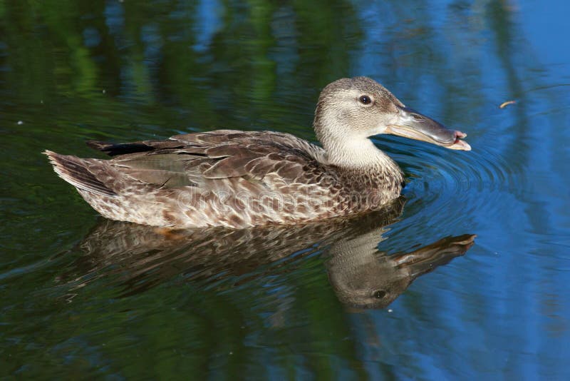 This duck is found in Australasia and easily identifiable due to the large bill. This duck is found in Australasia and easily identifiable due to the large bill.