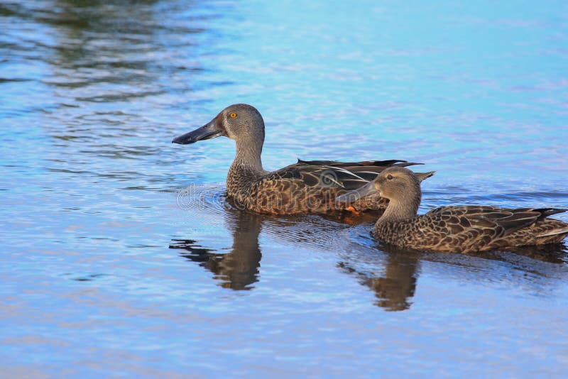 This duck is found in Australasia and easily identifiable due to the large bill. This duck is found in Australasia and easily identifiable due to the large bill.